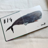 Here we are: Book of opposites by Oliver Jeffers